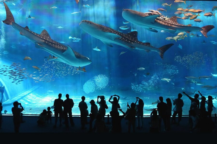 Hurghada Grand Aquarium Tour